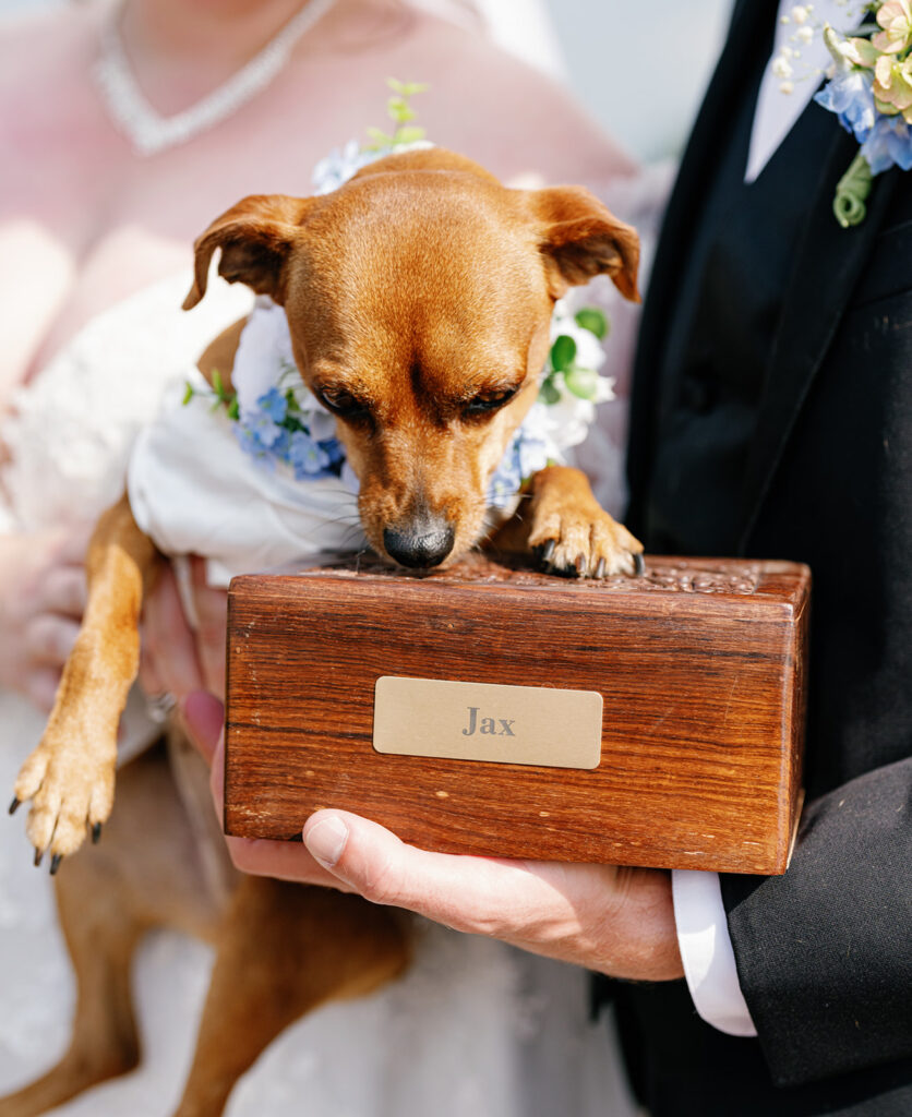 Couple’s dog Scrappy posing beside the wooden box honoring Jax.